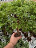 Aralia Ming | Polyscias fruticosa ‘Ming’