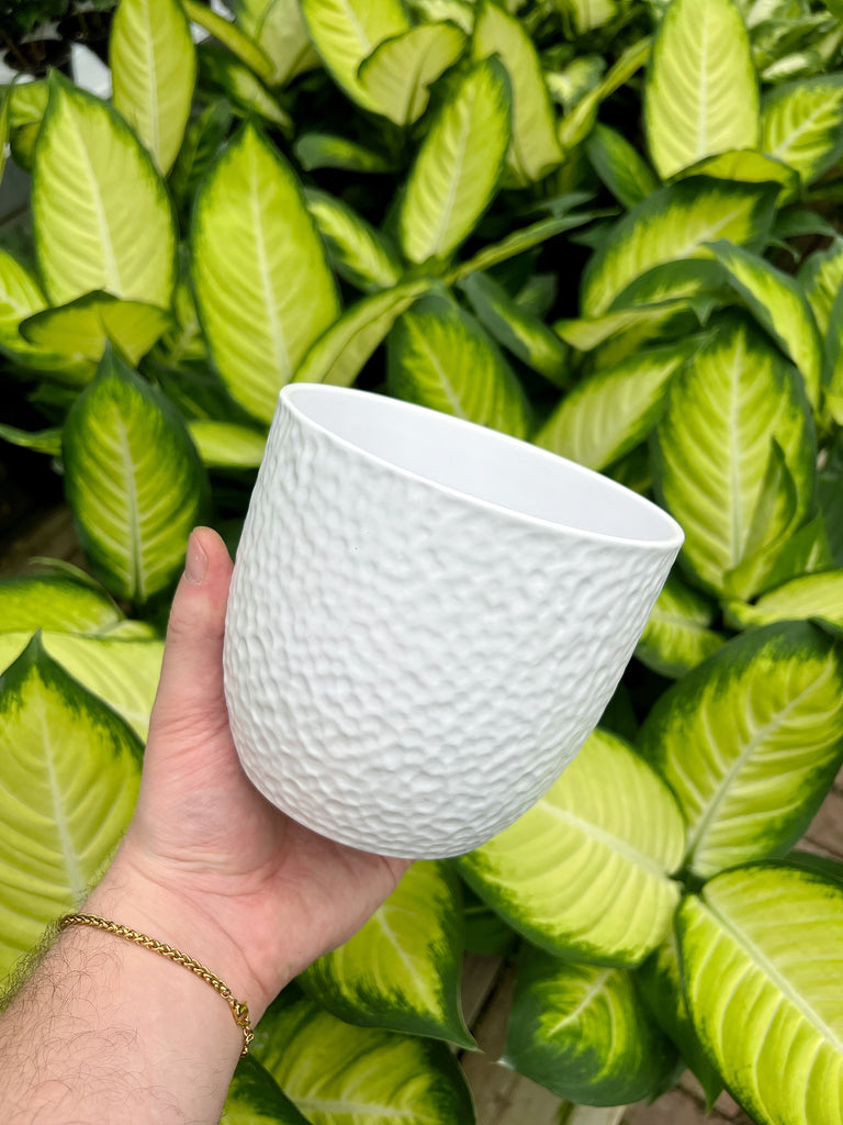 free plant pot 'Free' plant pot