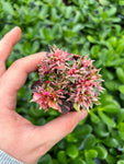 Alternanthera 'Ruby Flake'