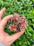 Alternanthera 'Ruby Flake'