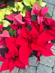 Red Poinsettia | Euphorbia pulcherrima