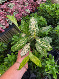 Dracaena Surculosa 'Florida Beauty'