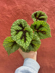 Begonia Rex Masoniana 'Tricolor' | Bégonia