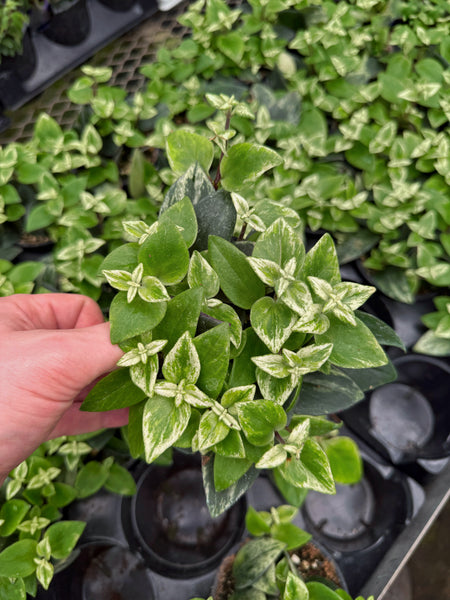 aeschynanthus radicans variegata Aeschynanthus Lobbianus 'Variegata'