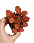 Fittonia 'Red Angel'
