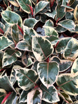 Ficus Elastica 'Tineke' | Ficus Caoutchouc