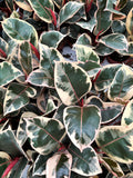 Ficus Elastica 'Tineke' | Ficus Caoutchouc