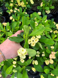 Euphorbia Milii 'Jaune' | Couronne d'épines
