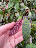 Aeschynanthus Longicaulis 'Black Pagoda'