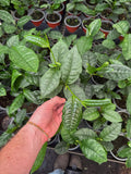 Camellia Sinensis | Plante de Thé | Théier