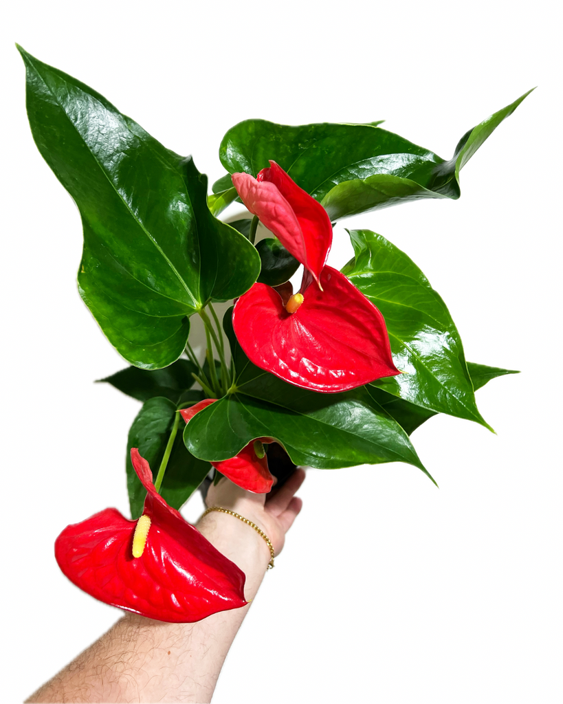 anthurium rouge toxicité Anthurium Andraeanum 'Rouge'