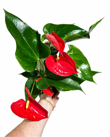 Anthurium Andraeanum 'Red'