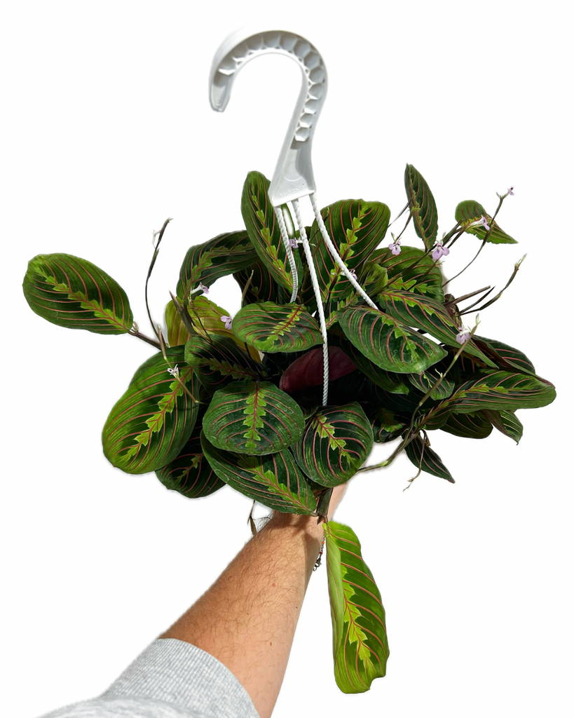 arrowroot prayer plant Maranta leuconeura 'Red' | Arrowroot