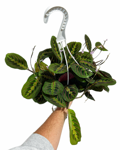 hanging red prayer plant Maranta leuconeura 'Red' | Arrowroot