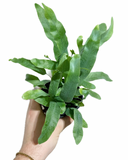 Phlebodium aureum 'Blue Star' | Fougère Blue Star