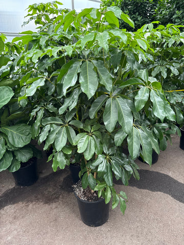 Schefflera 'Amate'