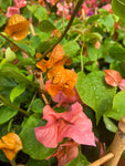 Bougainvillier 'Orange'