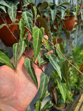 Cissus Amazonica