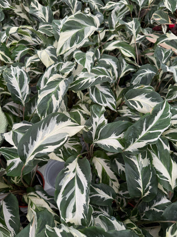 Calathea 'Stella'