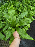 Asplenium Crocodylus | Crocodile Fern 