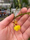 Oncidium spp. (Jaune) | Dancing Lady Orchids