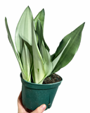 Sansevieria Trifasciata 'Moonshine' | Snake Plant