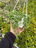 Senecio Herreianus | String of Tears