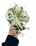 Tillandsia Xerographica