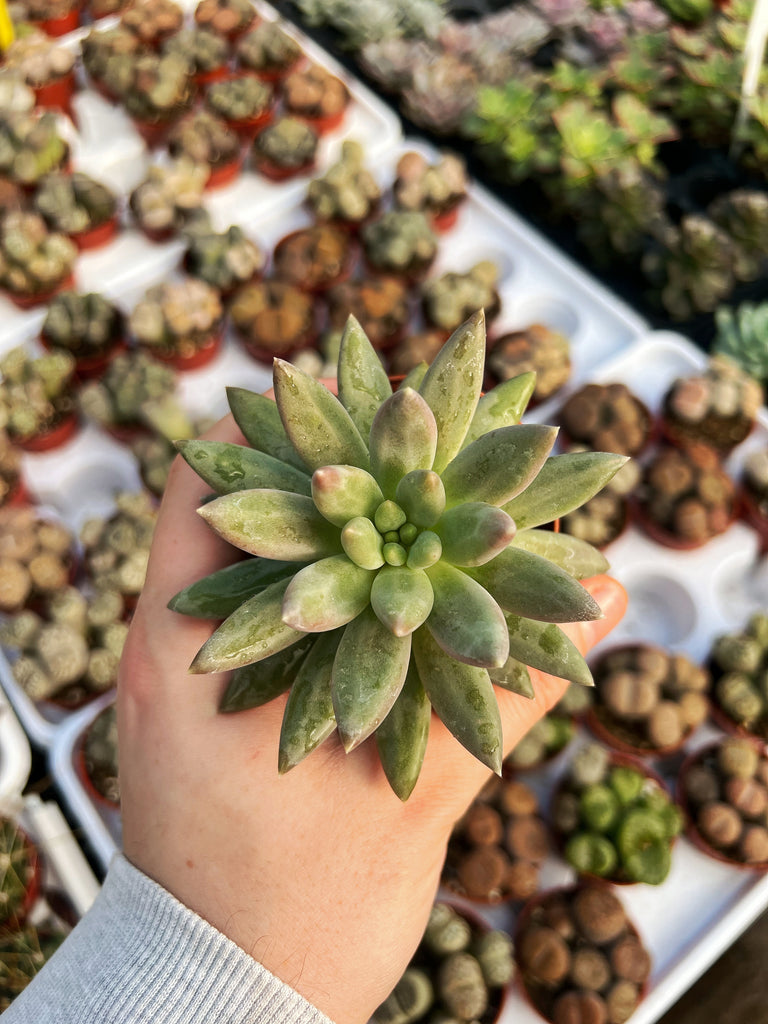 dragonfly succulent Echeveria 'Red Dragonfly'