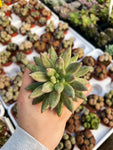 Echeveria 'Red Dragonfly'