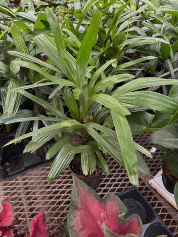 Rhapis Excelsa | Lady Palm
