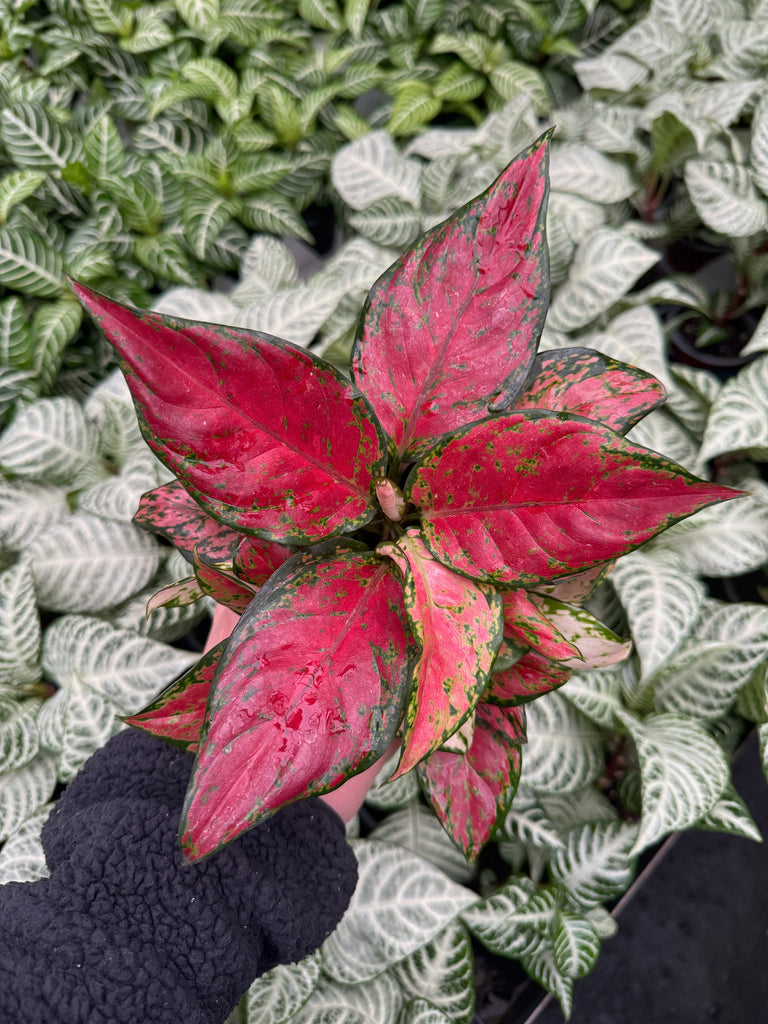 pink katrina aglaonema Aglaonema 'Katrina'