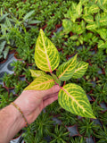 Iresine 'Blazin' Lime'