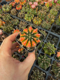 Gymnocalycium Mihanovichii Variegata