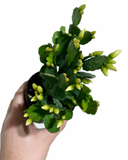 Cactus de Pâques | Rhipsalidopsis Gaertneri