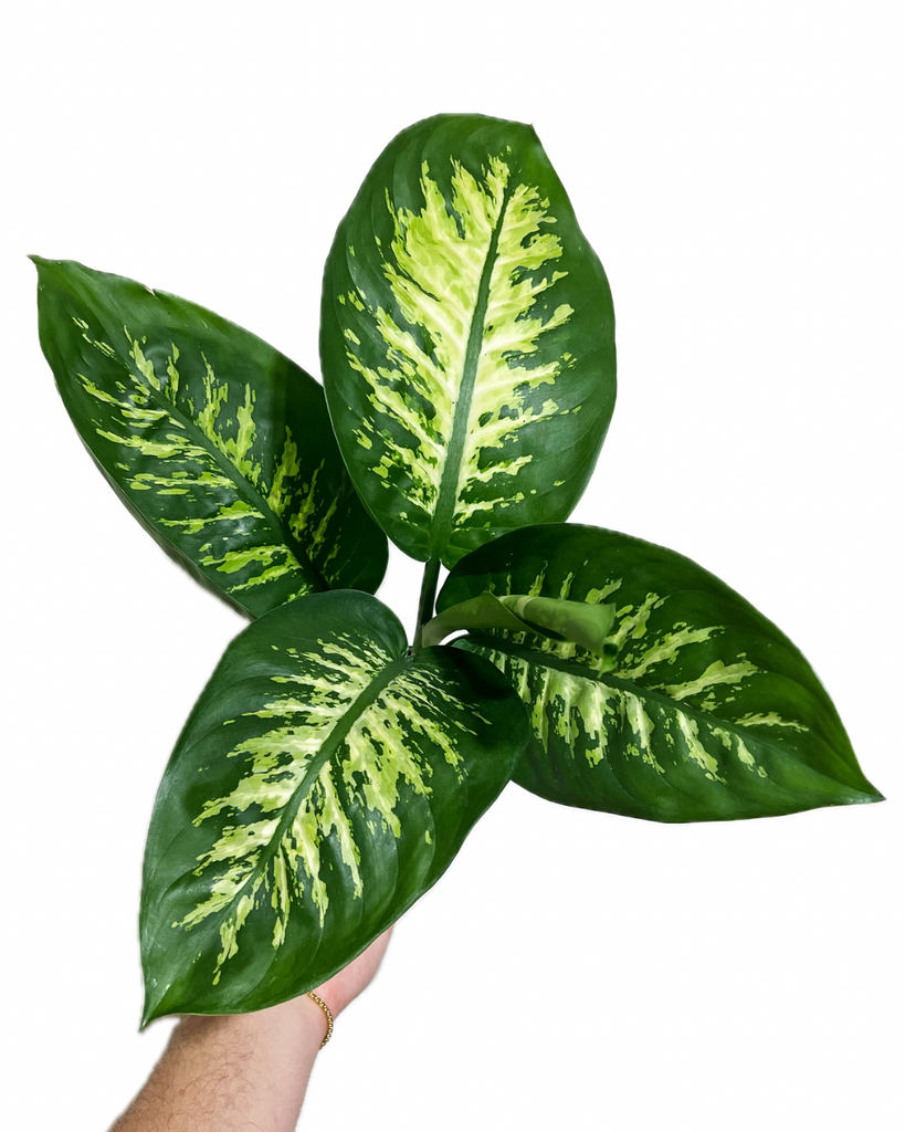 dieffenbachia seguine watering Dieffenbachia 'Seguine'