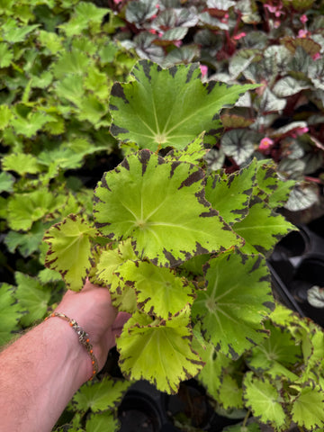 Begonia Rex 'Jive' | Begonia