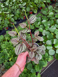 Peperomia 'Piccolo Banda'