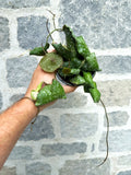 Hoya Imbricata