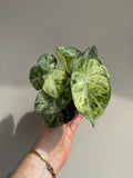Alocasia 'Ninja Mint Variegata' | Alocasia reginula ‘Ninja’
