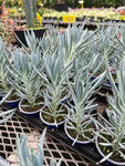 Senecio Serpens