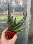 Aloe Marlothii