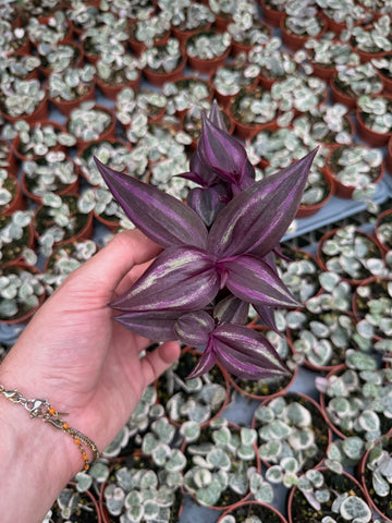 Tradescantia Zebrina 'Burgundy'
