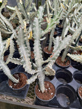 Euphorbia Lactea 'White Ghost'