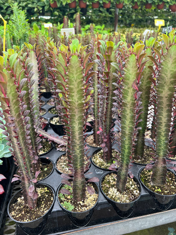 Euphorbia trigona 'Rubra' | Red Spurge