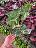 Monstera Deliciosa 'Albo'