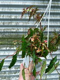 Begonia Amphioxus 'Butterfly' | Bégonia