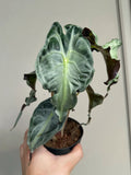 Alocasia 'Venom'