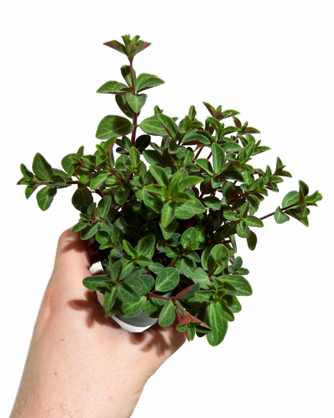 red log succulent Peperomia Verticillata