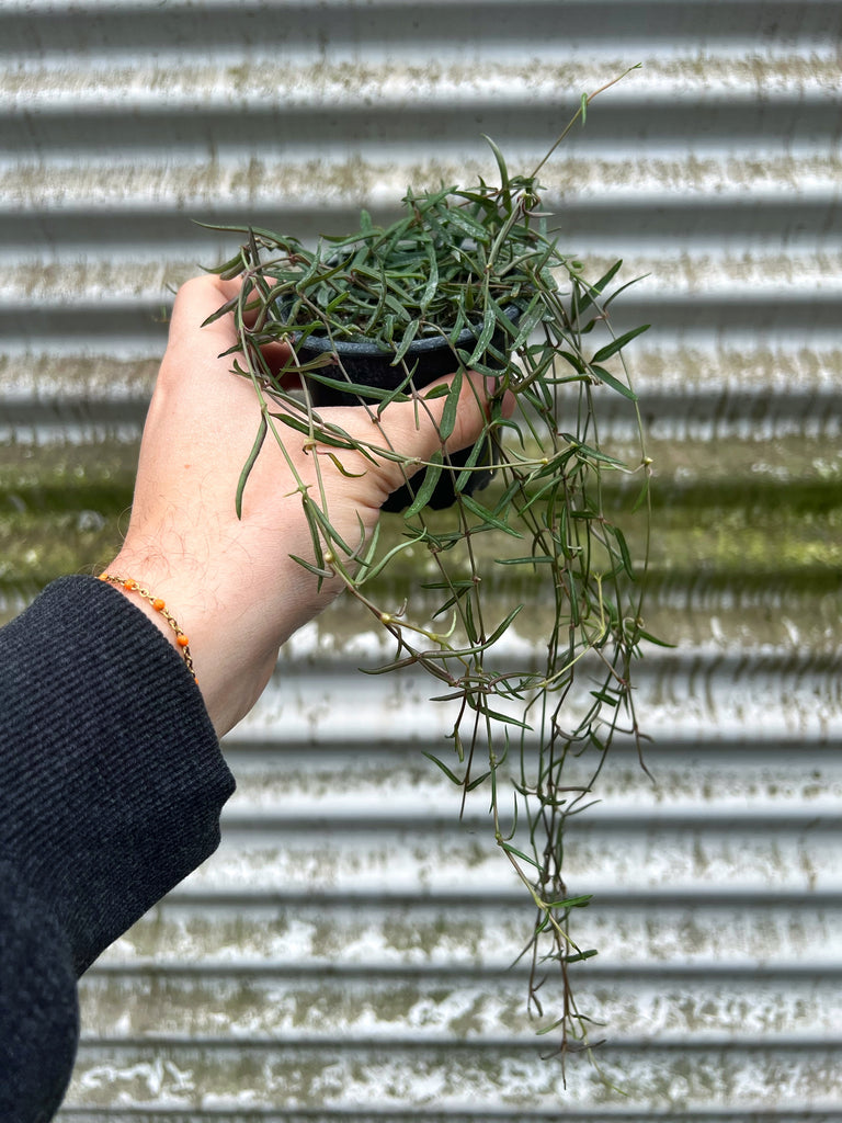 twig like succulent Ceropegia Linearis